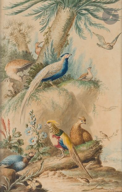  *Aert SCHOUMANN (1710-1792) Paire de perdrix et faisans dorés 2 aquarelles gouachées....