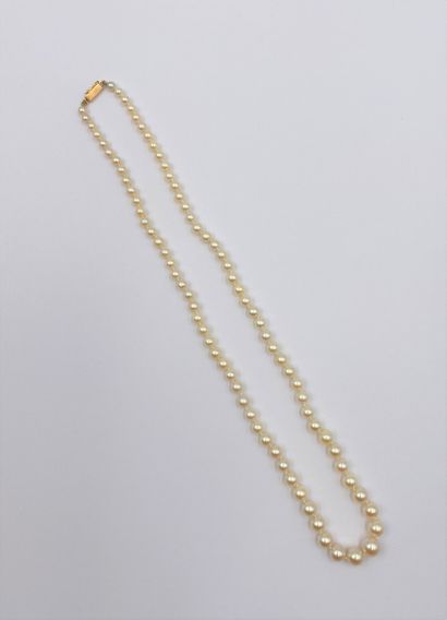 null Necklace of cultured pearls in fall, clasp in gold 18K (750). Length: 50 cm...