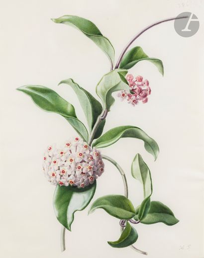 null Henriette Marie-Anne PARAVEY 
(Mainz 1813 - Paris 1888)
Study of wax flowers...