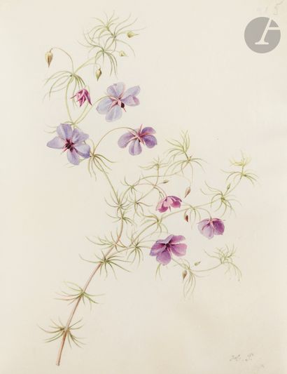 null Henriette Marie-Anne PARAVEY 
(Mayence 1813 - Paris 1888)
Etude de lilas
Aquarelle...