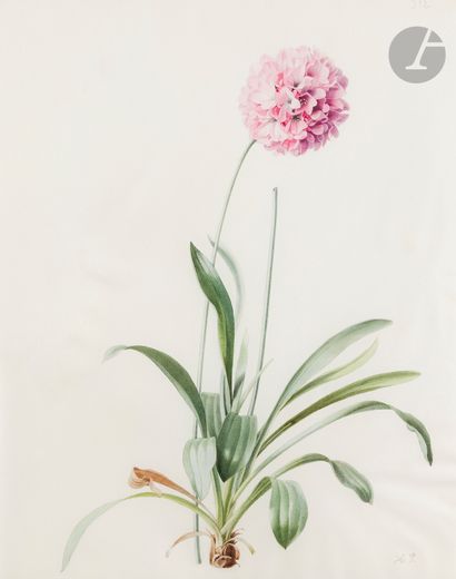 null Henriette Marie-Anne PARAVEY 
(Mayence 1813 - Paris 1888)
Study of pink agapanthus
(Agapanthus...