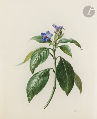 null Henriette Marie-Anne PARAVEY 
(Mainz 1813 - Paris 1888)
Study of a holly leaf...