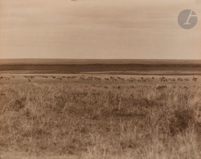 null Arthur Radclyffe Dugmore
East Africa, c. 1910.
Zebra and antelope. Hippopotamuses....