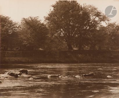null Arthur Radclyffe Dugmore
Afrique de l’Est, c. 1910.
Zèbres et antilopes. Hippopotames....