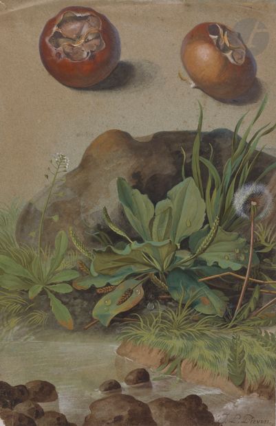 null Jean Louis II PREVOST (c.1760-c.1810)
Deux études de gousses et plantes sauvages
Aquarelle...