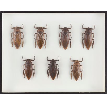 null Un lot réunissant trois boites à insectes composé de :

Cheirotonus arnaudi...
