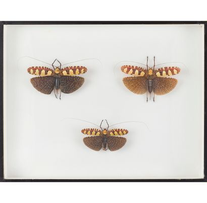 null Un lot réunissant deux boites à insectes composé de :

Sana imperialis (2 mâles,...