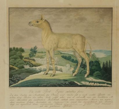 Aloys ZÖTL (1803-1887) Das wilde Pferd. Equus caballus ferus [Le cheval sauvage],...