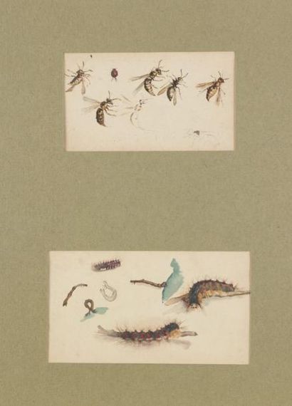 ANONYME Études d'insectes Dessin à l'encre et aquarelle. Non signé. 8 x 13 cm et...