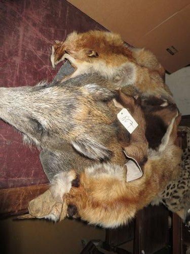 null Lot comprenant deux peaux de renards, une peau de chamois et une peau de sa...