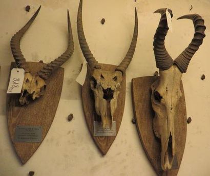 null Lot comprenant un ensemble de seize pièces, dont massacre oryx, antilope, bubale,...