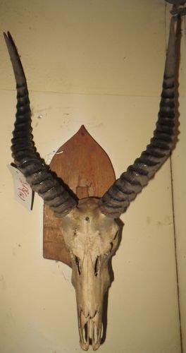 null Lot comprenant un ensemble de seize pièces, dont massacre oryx, antilope, bubale,...