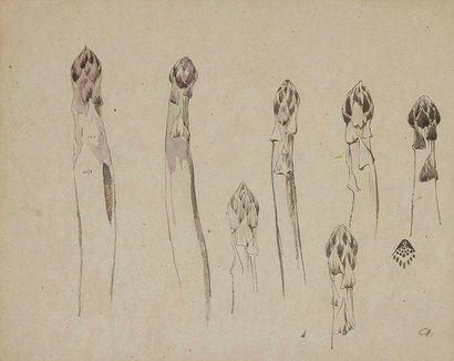 Jules CHADEL (1870-1941) 
Études d'asperges
Dessin à l'encre de chine et à l'aquarelle...