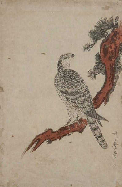 UTAMARO (1753-1806) 
Oban tate-e, rapace posé sur une branche de pin. Signé Utamaro...