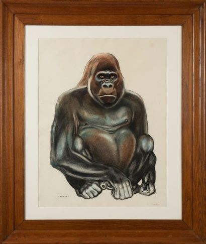 ANDRÉ MARGAT (1903-1997) 

Gorille
Fusain et pastel sur papier.
?uvre vendue encadrée.
Signé...