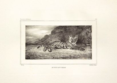 Antoine-Louis BARYE 
Étude de tigre. 1832. Lithographie. 84 x 165. Delteil 2. Très...