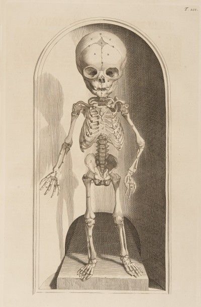 COWPER (William). Anatomia corporum humanorum centum et quatuordecim tabulis, singulari...
