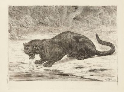 null Félins. Tigre couché dans le désert ; Lion ; Panthère noire. Eau-forte par Delacroix...