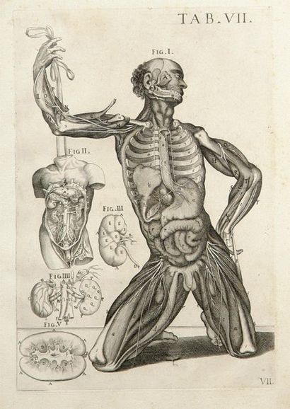 Pierre de Cortone (d'après) Planche VII pour Tabulae Anatomicae. Vers 1618. Eau-forte...