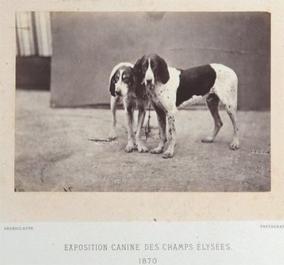 CHIENS, C. 1870-1880. 13 tirages albuminés, montés sur cartons par Crémière, Giraudon,...