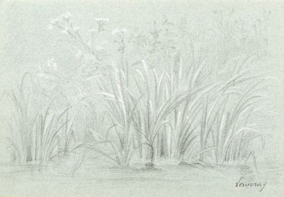 Abel LAUVRAY (1870-1950). Les roseaux. Dessin au fusain rehaussé de craie blanche...
