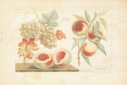 ROUBILLAC (né à Bayonne en 1739) Planches de fruits. Vers 1780. Gravure aux outils....