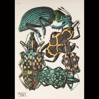 null Émile Alain SÉGUY (1877-1951)
Les insectes, œuvres conçues entre 1920 et 1929...