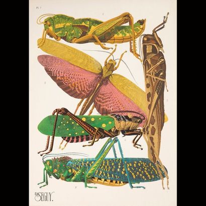 null Émile Alain SÉGUY (1877-1951)
Les insectes, œuvres conçues entre 1920 et 1929...