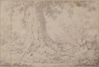 null Christian Heinrich KNIEP (1755-1825)
Tronc d'arbre et plantes sauvages, 1816
Crayon...