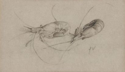 null Felix VALLOTTON (1865-1925)
Bouquet de crevettes
Fusain et estompe sur papier...