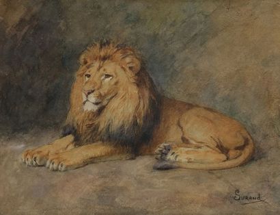 Gustave SURAND (1860-1937) Lion couché Aquarelle....