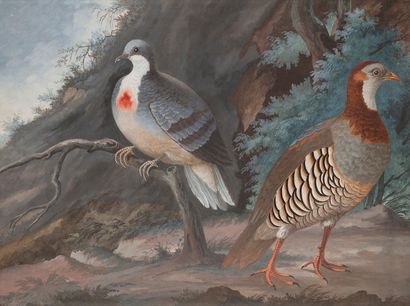null École DU NORD, début XIXe siècle
Un Pigeon et une perdrix rouge
Aquarelle gouachée.
34...