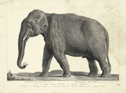 Simon-Charles Miger (1736-1820) L’Éléphant des Indes (pl. 6 de la Ménagerie du Muséum...