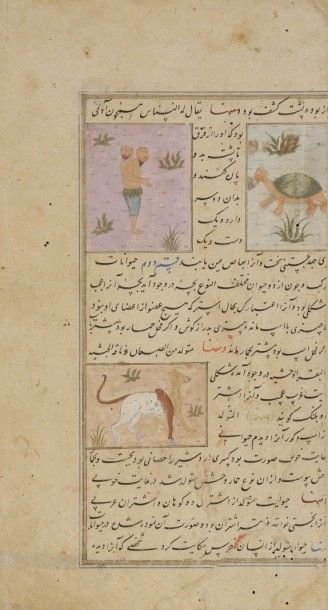null Folio illustré d’un « A’jâ’ib al-Makhlûqât / manuscrit sur la Création des Merveilles...