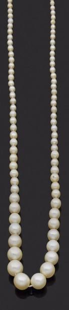 null Collier de 109 perles et 18 perles de culture en chute, fermoir en or gris 18K...