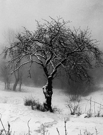 Jacques JOUBERJEAN (Né en 1958) L'arbre sous la neige Photographie noir et blanc...