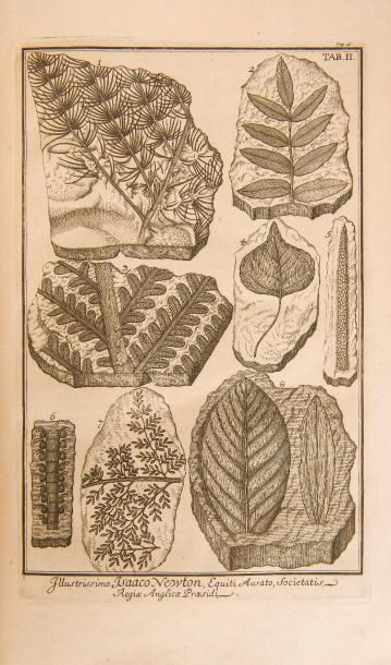 null SCHEUCHZER (Johann Jacob).
Herbarium diluvianum. Editio Nivissima, duplo Auctior.
Leyde...