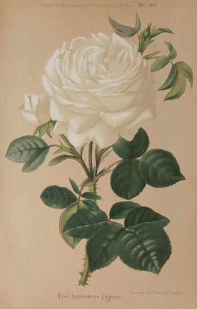null COCHET (Scipion) - BERNARDIN (Camille).
Journal des roses.
Suisnes : Scipion...