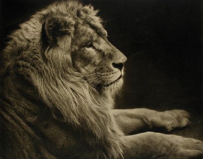 Lion d'Abyssinie. c. 1953. Epreuve argentique...