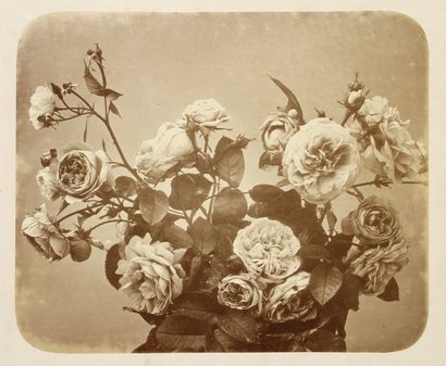 Adolphe Braun (1811-1877) Etudes de fleurs. Ateliers de Dornach- Mulhouse. 1854....