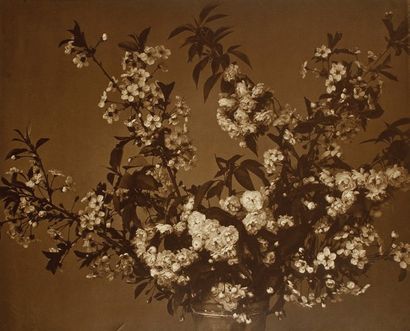 Adolphe Braun (1811-1877) Fleurs de cerisier, c. 1870. Epreuve au charbon, montée...