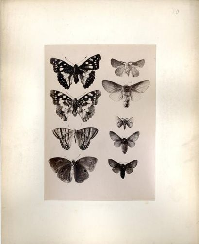 null Photographe non identifié

Papillons naturalisés, c. 1870.

Dix (10) épreuves...