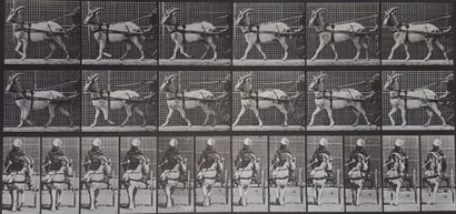 null Eadweard Muybridge (1830-1904)

Animal Locomotion. 1887. Plate 677. 

Chèvre...