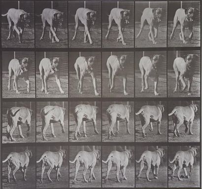 null Eadweard Muybridge (1830-1904)

Animal Locomotion. 1887. Plate 705. 

Chien....