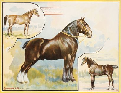 ANONYME Stanford & Co. Chevaux (affiche avant la lettre). Entoilée. Bon état. 75...