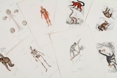 null FOURNIER, ANNEDOUCHE, MANCEAU, BEYER Mammifères : primates 24 x 32 cm. Ensemble...