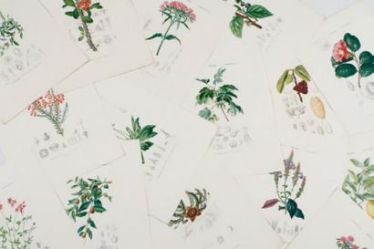 null FOURNIER, ANNEDOUCHE Botanique 31,3 x 24,6 cm. Ensemble de 15 pièces.