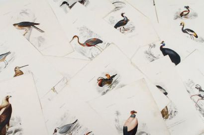 null FOURNIER, PARDINEL Oiseaux : oiseaux de proie, échassiers, palmipèdes 24 x 32...