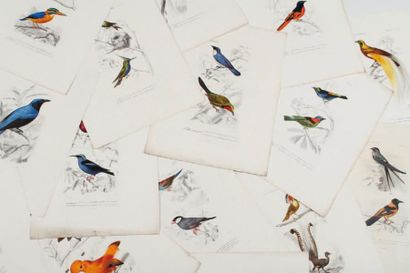 null FOURNIER, PARDINEL Oiseaux : passereaux 24 x 32 cm. Ensemble de 14 pièces.