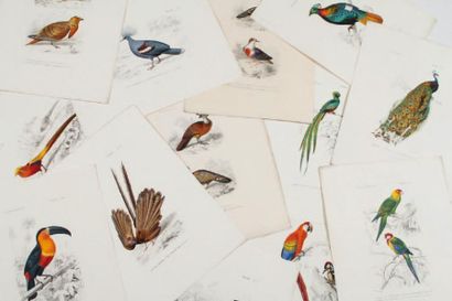 null FOURNIER, PARDINEL Oiseaux : grimpeurs, gallinacés 24 x 32 cm. Ensemble de 13...